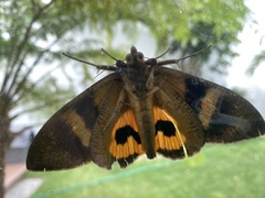 Eudocima serpentifera