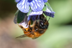 Osmia tricornis