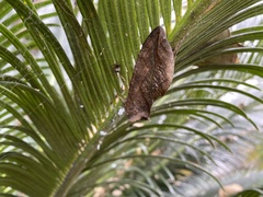 Eudocima serpentifera