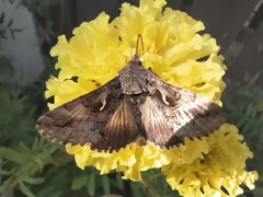 Autographa gamma