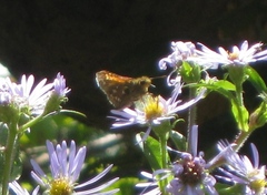 Hesperia comma laurentina
