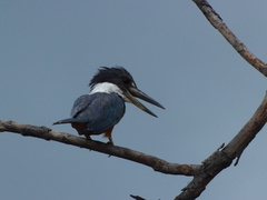 Megaceryle torquata