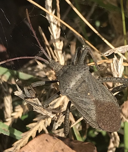Florida Leaf-footed Bug photo 5