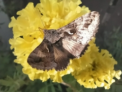 Autographa gamma