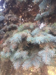 Picea