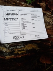 Peniophorella pubera