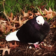 Columba livia domestica