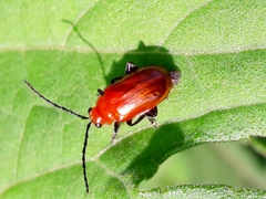 Platiprosopus denticollis