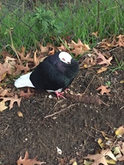 Columba livia domestica