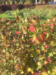 Cotoneaster