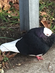 Columba livia domestica