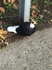 Columba livia domestica