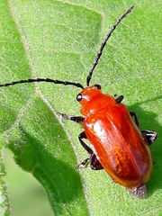 Platiprosopus denticollis