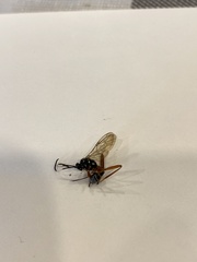 Ichneumonidae