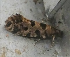 Parochmastis hilderi