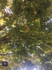 Aesculus hippocastanum