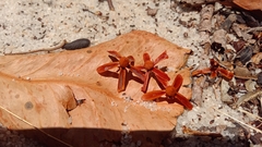 Asteropeia amblyocarpa image