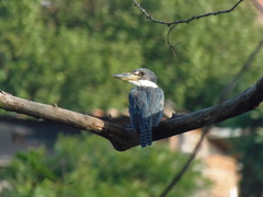 Megaceryle torquata