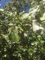 Populus alba