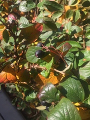 Cotoneaster