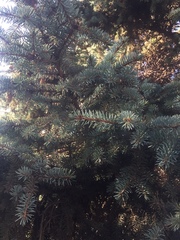 Picea