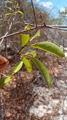 Loeseneriella