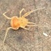 Bee Creek Cave Harvestman - Photo (c) Robby Deans, some rights reserved (CC BY-NC), uploaded by Robby Deans