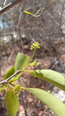 Loeseneriella