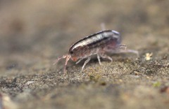 Talitroides topitotum
