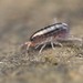 Talitroides - Photo (c) Robby Deans,  זכויות יוצרים חלקיות (CC BY-NC), הועלה על ידי Robby Deans