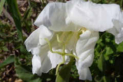 Oenothera centaurifolia