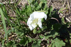Oenothera centaurifolia