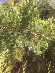 Juniperus