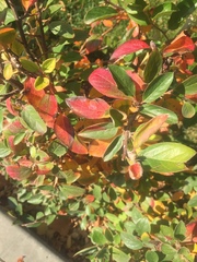 Cotoneaster