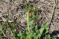 Oenothera centaurifolia
