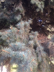 Picea
