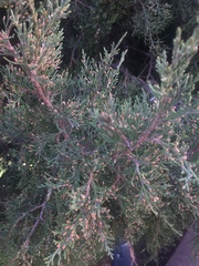 Juniperus
