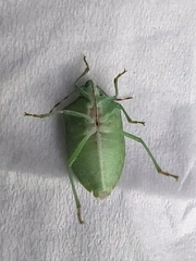 Nezara viridula