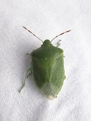 Nezara viridula