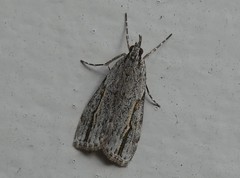 Eudonia bisinualis