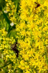 Lepidophora lepidocera