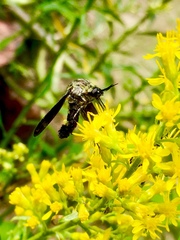 Lepidophora lepidocera