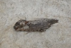 Strepsicrates ejectana