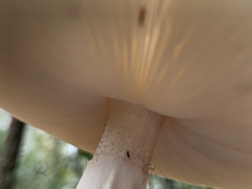 Amanita brunnescens image