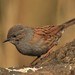 Dunnock - Photo (c) Andrew Thompson, some rights reserved (CC BY-NC), uploaded by Andrew Thompson