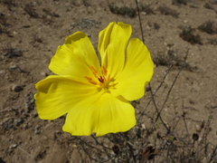 Balbisia peduncularis