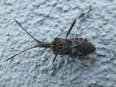 Leptoglossus occidentalis