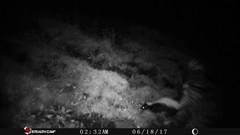 Mephitis macroura milleri