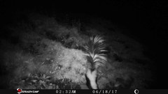 Mephitis macroura milleri