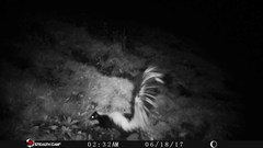 Mephitis macroura milleri